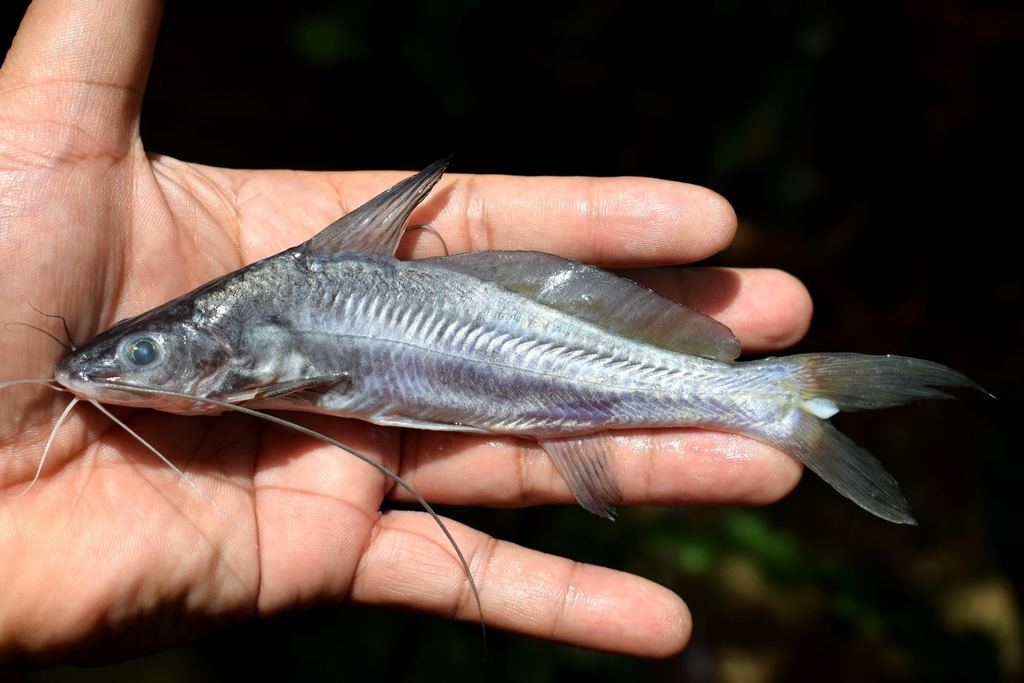 Long-Fatty Finned Mystus