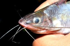 Long-Fatty Finned Mystus photo 2