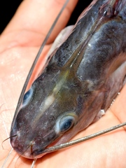 Long-Fatty Finned Mystus photo 3