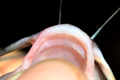 Long-Fatty Finned Mystus photo 4