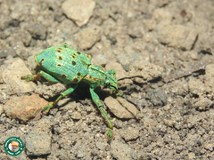 Briarius augustus germari