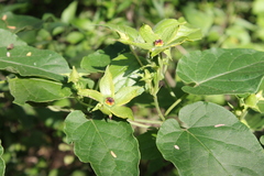 Gonolobus erianthus
