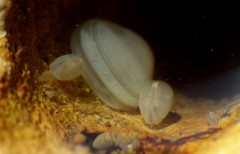 Kellia laperousii