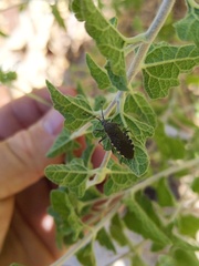 Catorhintha apicalis