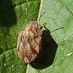 Sphyrocoris obliquus