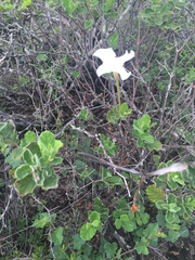 Mandevilla