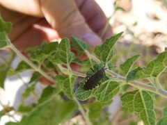 Catorhintha apicalis