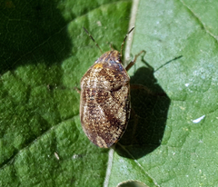 Sphyrocoris obliquus