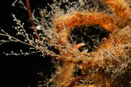 Obelia dichotoma observed 2024-05-06