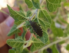 Catorhintha apicalis