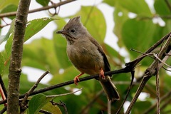 Yuhina gularis