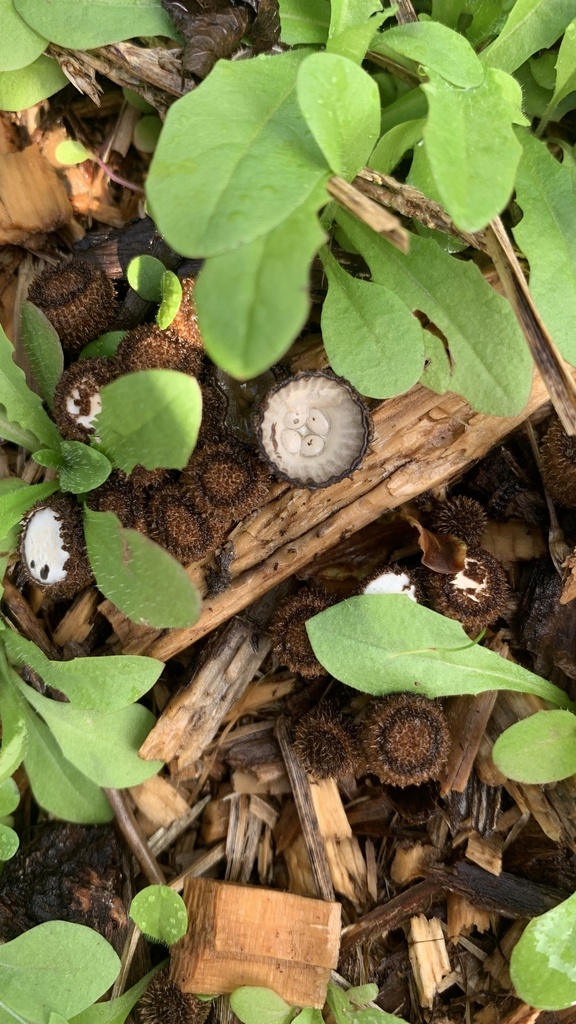 Cyathus striatus · June 2025 · photo: © penmansamanthanz (iNaturalist, CC)