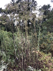 Arnoglossum plantagineum