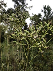 Arnoglossum plantagineum