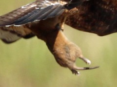 Cratogeomys castanops