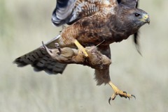 Cratogeomys castanops