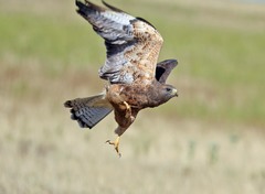 Cratogeomys castanops