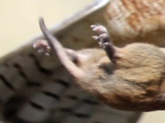 Cratogeomys castanops