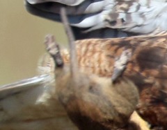 Cratogeomys castanops