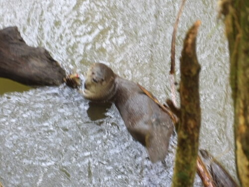 Northern Neotropical River Otter