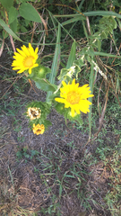Grindelia ciliata