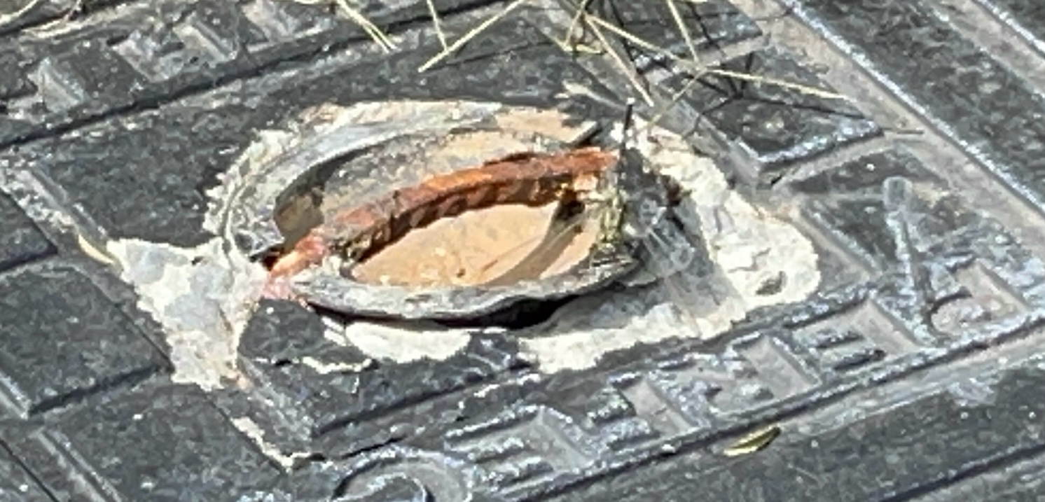 Slender Skimmer