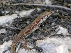 Podarcis filfolensis maltensis