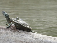 Graptemys caglei