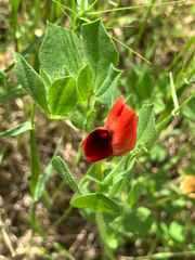Winged Pea (Lotus tetragonolobus)