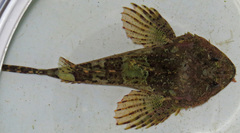Taurulus bubalis