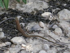 Podarcis filfolensis maltensis