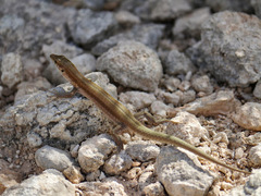 Podarcis filfolensis maltensis