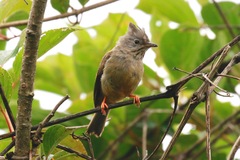 Yuhina gularis