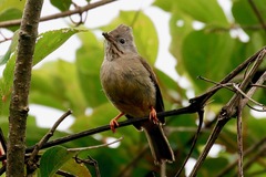 Yuhina gularis