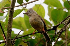 Yuhina gularis