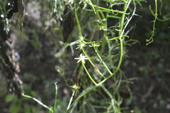 Bowiea volubilis