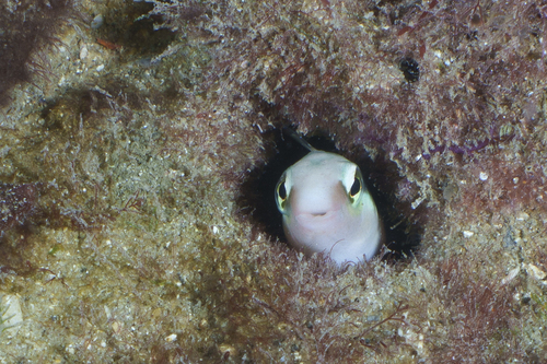 Dussumier's blenny (Aspidontus dussumieri) — Blenniidae — 4