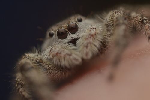 Tan jumping spider