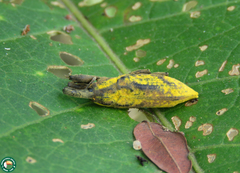 Lixus farinosus
