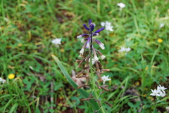 Bellevalia trifoliata