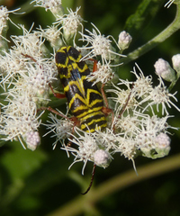 Megacyllene robiniae