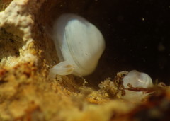Kellia laperousii