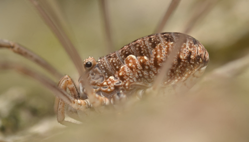 European Harvestman photo 4