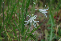 Ornithogalum boucheanum