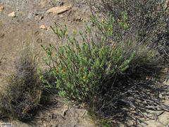 Oedera sedifolia