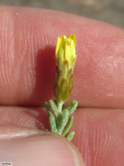 Oedera sedifolia