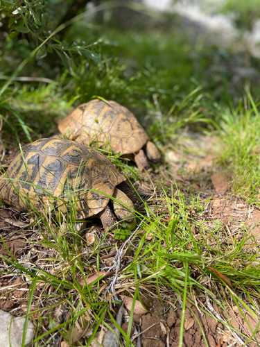 Testudo hermanni