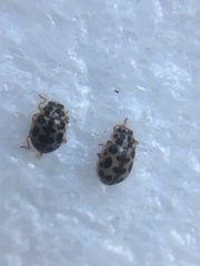 Anisosticta bitriangularis