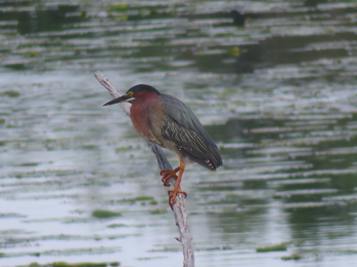 Green Heron photographed in Minnesota