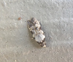 Taygete attributella